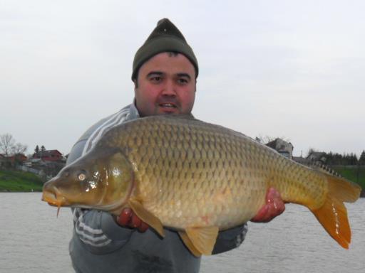 pescuit ,pur si simplu - crap-145-moara-vlasiei.JPG